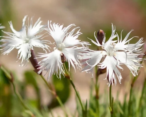 DIANTHUS ARENARIUS f. NANUS 'LITTLE MAIDEN'