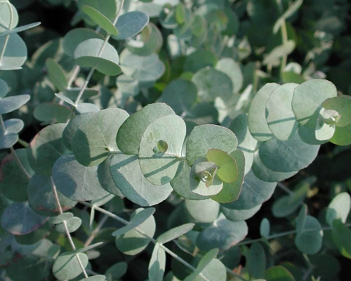 EUCALYPTUS CINEREA 'SILVER DOLLAR'