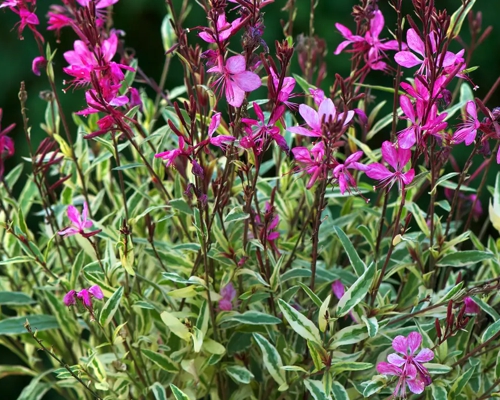 GAURA LINDHEIMERI 'GAMBIT VARIEGATA ROSE'