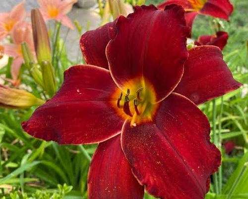 HEMEROCALLIS 'BALTIMORE ORIOLE'