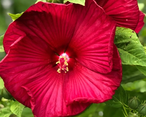 HIBISCUS MOSCHEUTOS 'LUNA RED'
