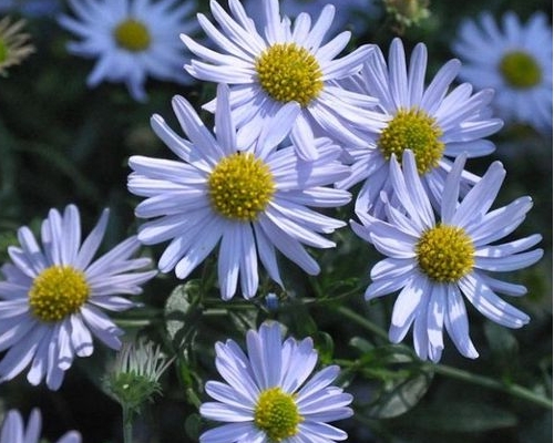 KALIMERIS INCISA 'NANA BLUE'