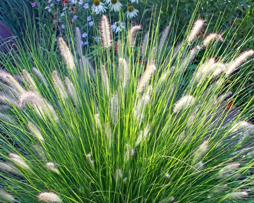 PENNISETUM ALOPECUROIDES 'HAMELN'
