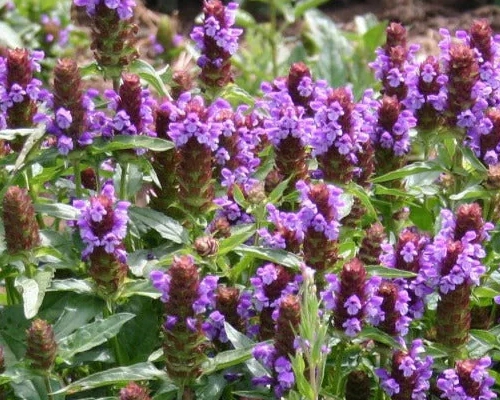 PRUNELLA VULGARIS