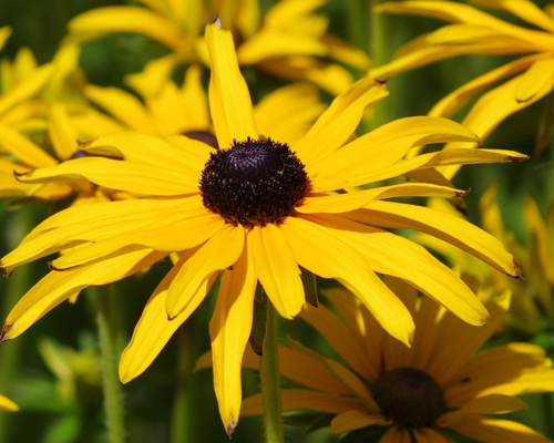 RUDBECKIA FULGIDA 'DEAMII' 