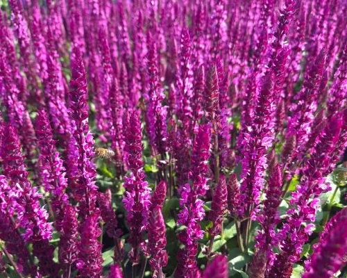 SALVIA NEMOROSA 'CARADONNA COMPACT ROSE'