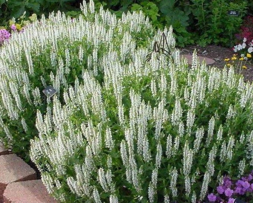 SALVIA NEMOROSA 'SENSATION MEDIUM WHITE'