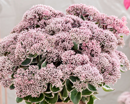 SEDUM TELEPHIUM ‘LA VIE EN ROSE’