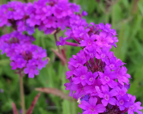 VERBENA RIGIDA