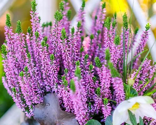 CALLUNA VULGARIS