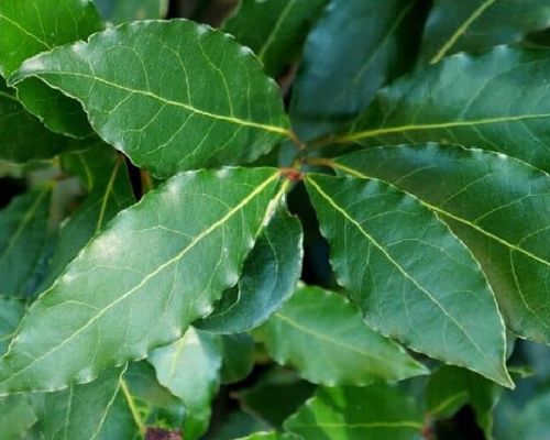 LAURUS NOBILIS