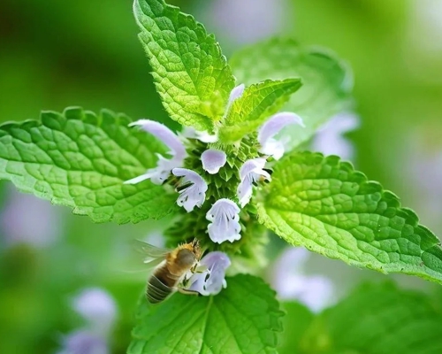 MELISSA OFFICINALIS ‘LEMON’