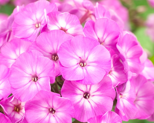 PHLOX PANICULATA ‘FAMOUS LIGHT PURPLE’