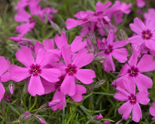 PHLOX SUBULATA ‘FABULOUS DARK ROSE’