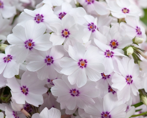 PHLOX SUBULATA ‘AMAZING GRACE’
