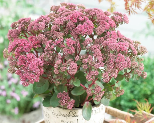 SEDUM TELEPHIUM ‘SEDUCTION PINK PASSION’