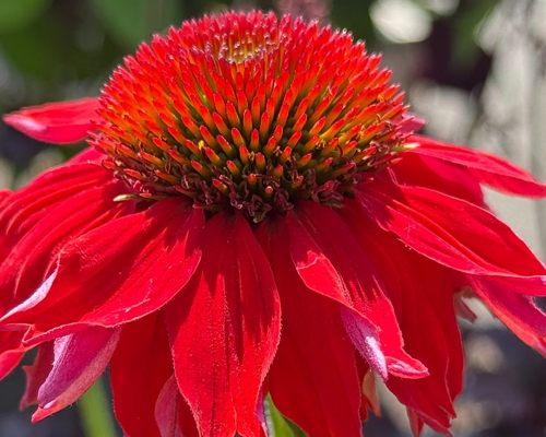 ECHINACEA SOMBRERO® COMPACT RED