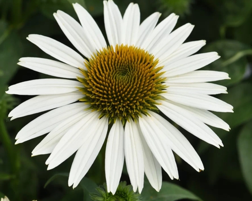 ECHINACEA SOMBRERO® COMPACT WHITE