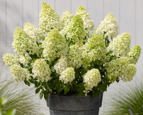 HYDRANGEA PANICULATA ‘SKYFALL’