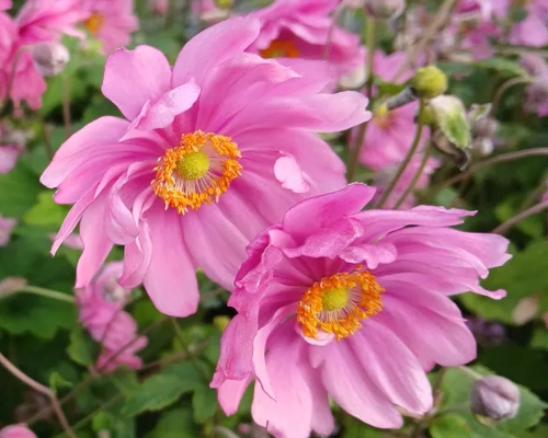 ANEMONE × HYBRIDA ‘MARGARETE’