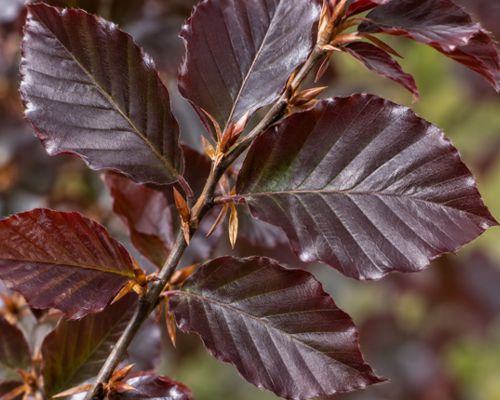 FAGUS SYLVATICA ‘DAWYCK PURPLE’