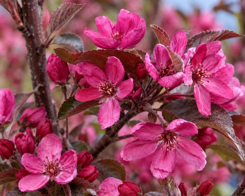 MALUS ‘BOHEMIAN ROYAL’ OBELISK