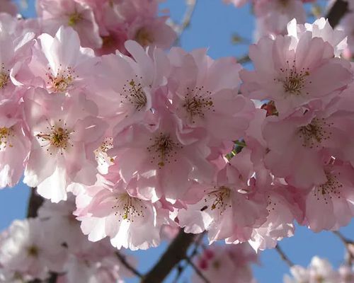 PRUNUS ‘ACCOLADE’