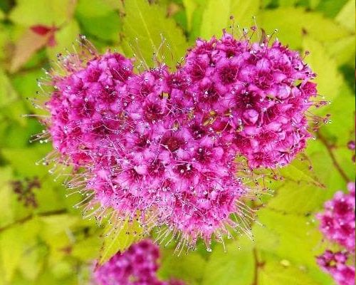 SPIRAEA JAPONICA ‘GOLDEN PRINCESS’