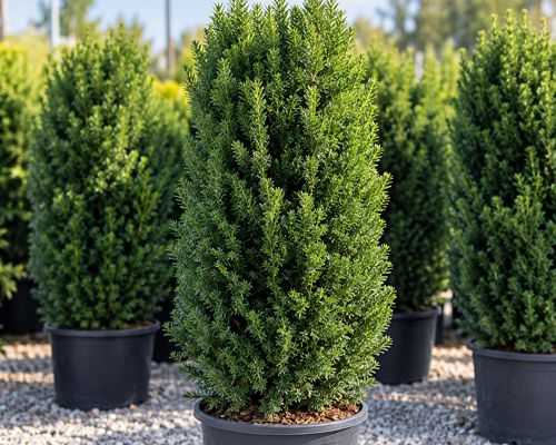 Taxus baccata ‘Hillii’