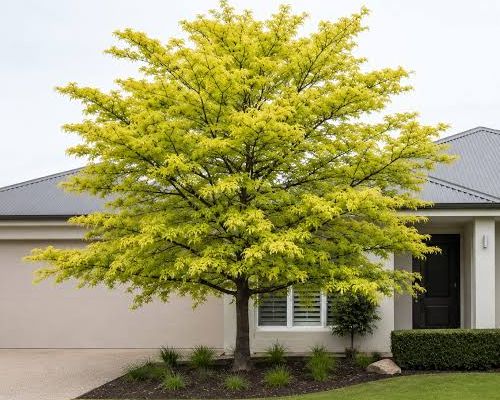 GLEDITSIA TRIACANTHOS ‘SUNBURST’
