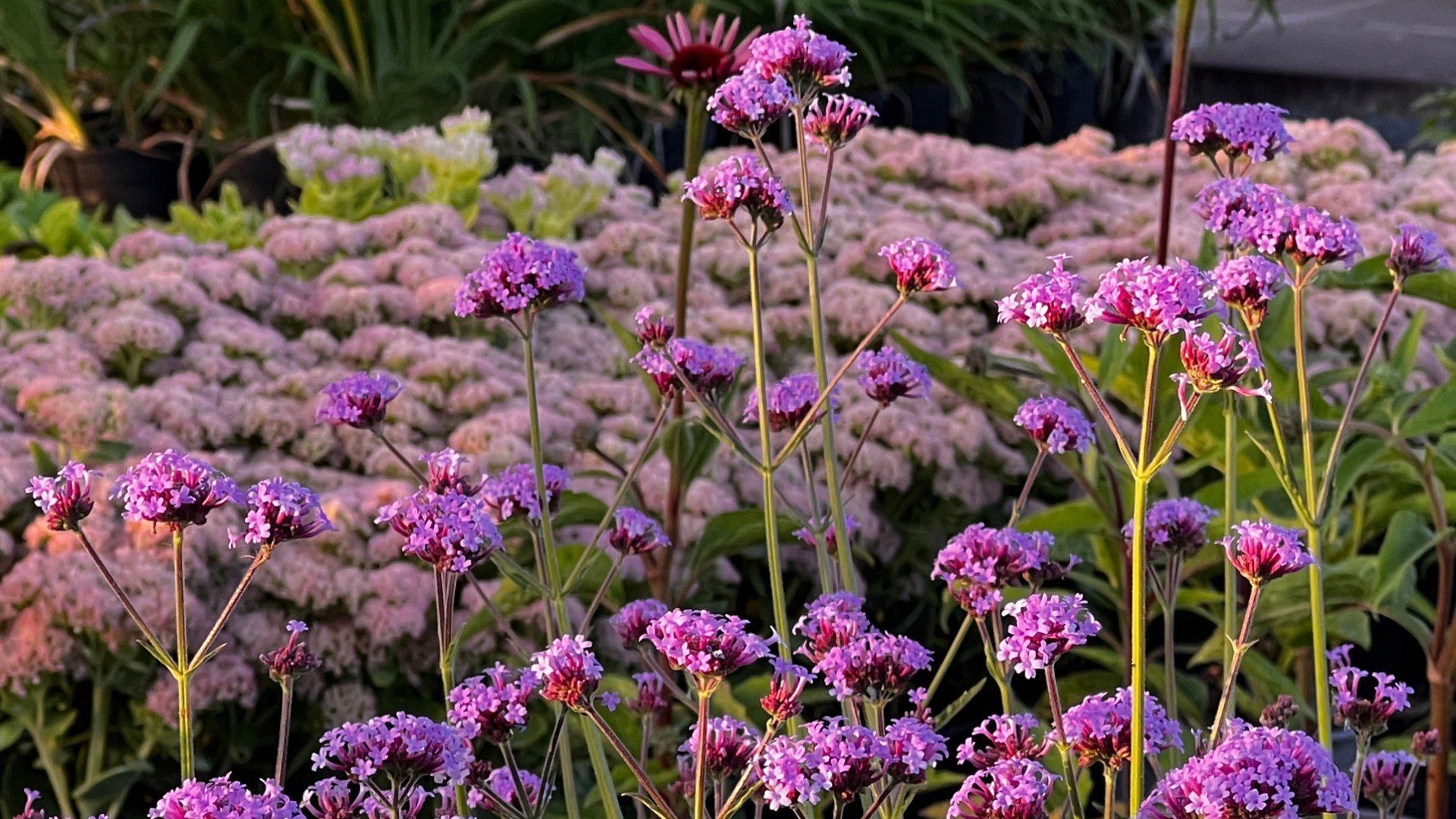 Blackford Plants Čiernobrodské záhradníctvo