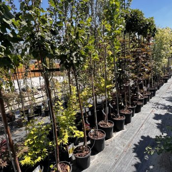  Záhradné centrum Blackford Plants - Horné Saliby