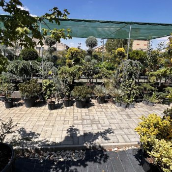  Záhradné centrum Blackford Plants - Horné Saliby