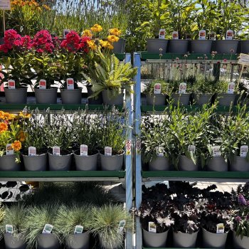  Záhradné centrum Blackford Plants - Horné Saliby