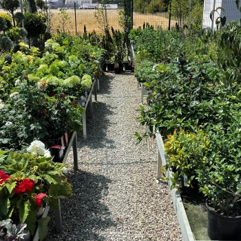  Záhradné centrum Blackford Plants - Horné Saliby