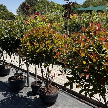  Záhradné centrum Blackford Plants - Horné Saliby